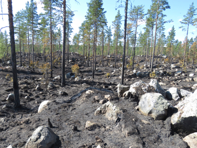 Forest after forest fires (photo)