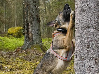 The Alsatian Aska sniffs a tree to investigate whether it has bark beetles. (photo)
